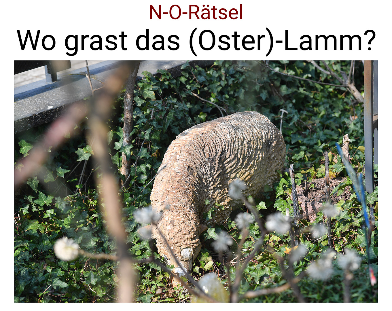Nauheim-Online - Vermeintliches Oster-Lamm in Nauheim