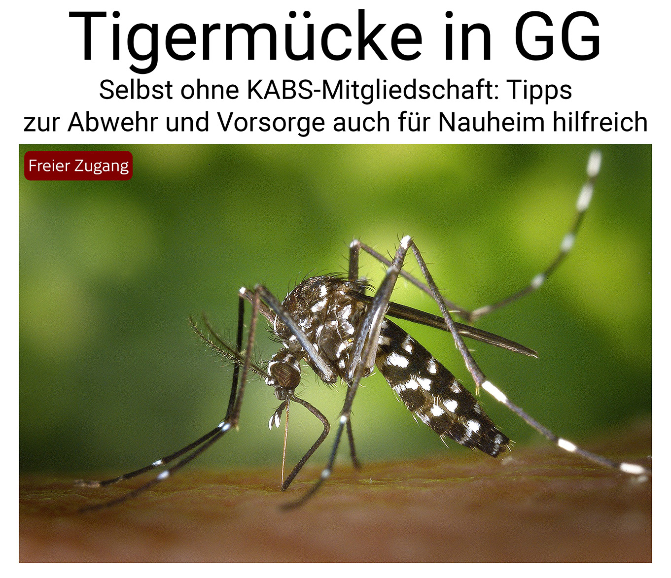 Nauheim-Online - Bk�mpfung der Tigerm�cke in GG