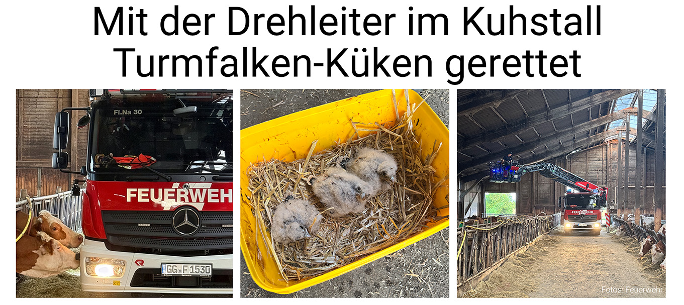 Nauheim-Online - Turmfalken-K�ken in Nauheim gerettet